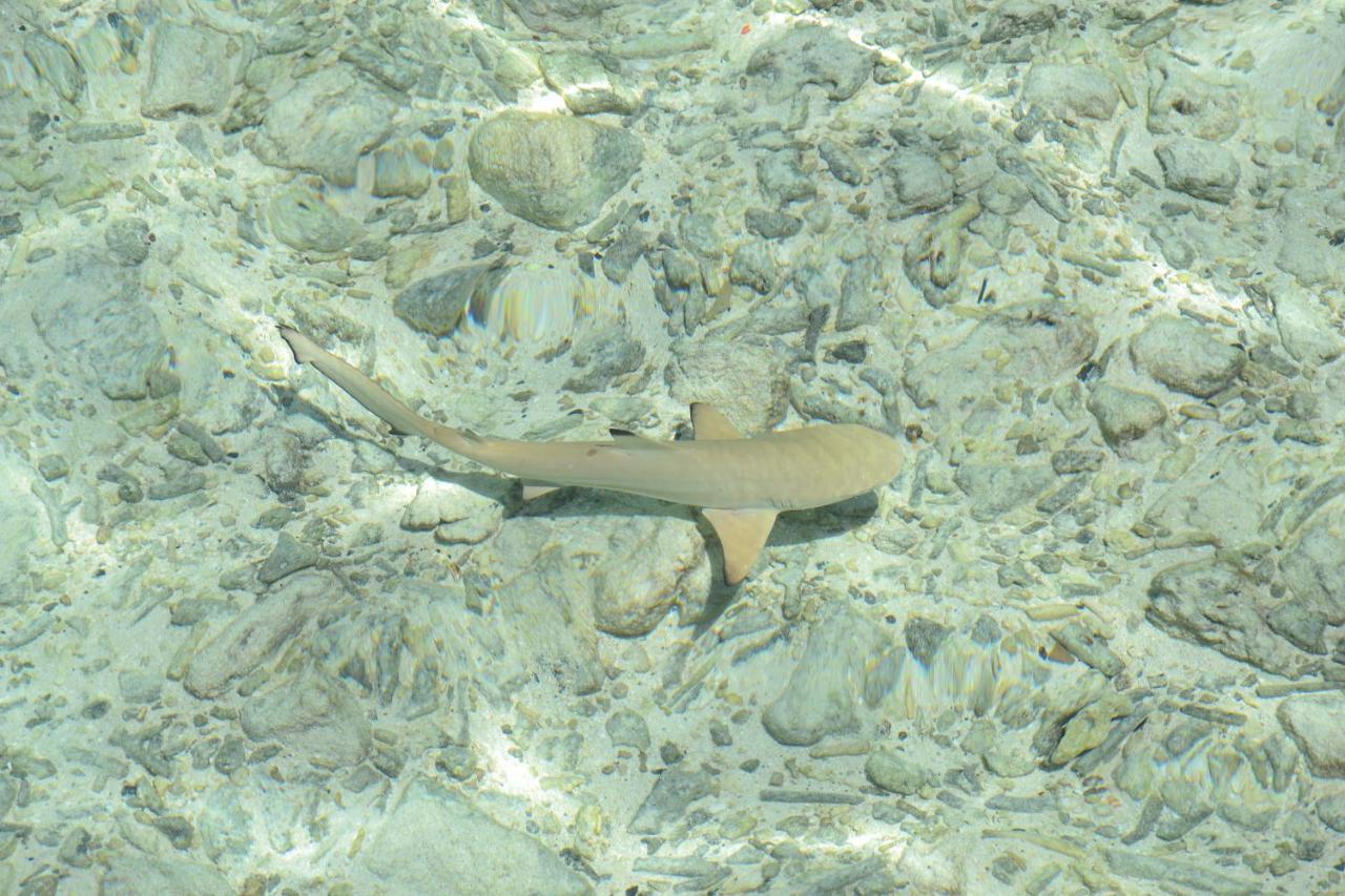 Brickwood Rasdhoo- Beach Front מראה חיצוני תמונה